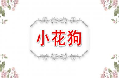 小班音乐小花狗PPT课件教案